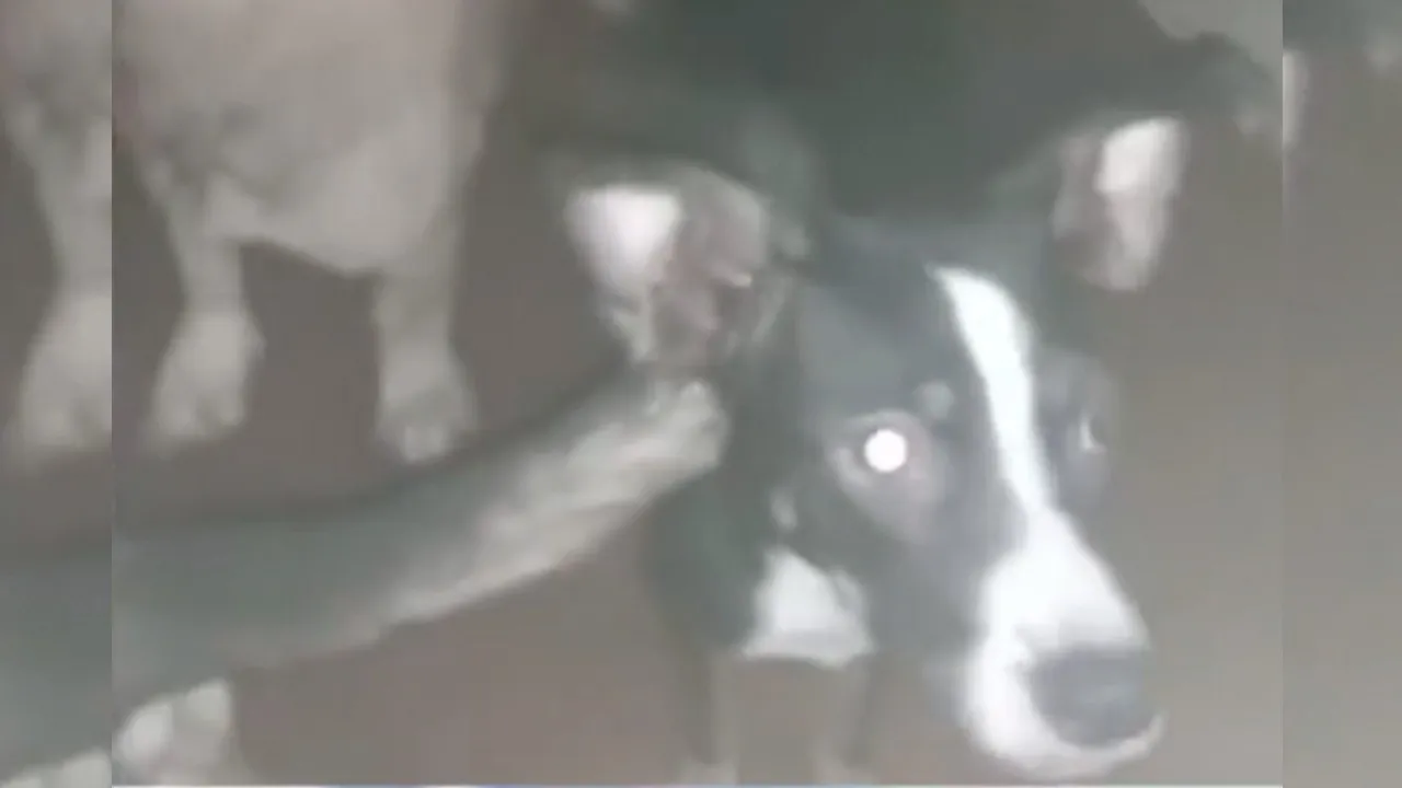 Os cachorros vivem na residência há muitos anos.