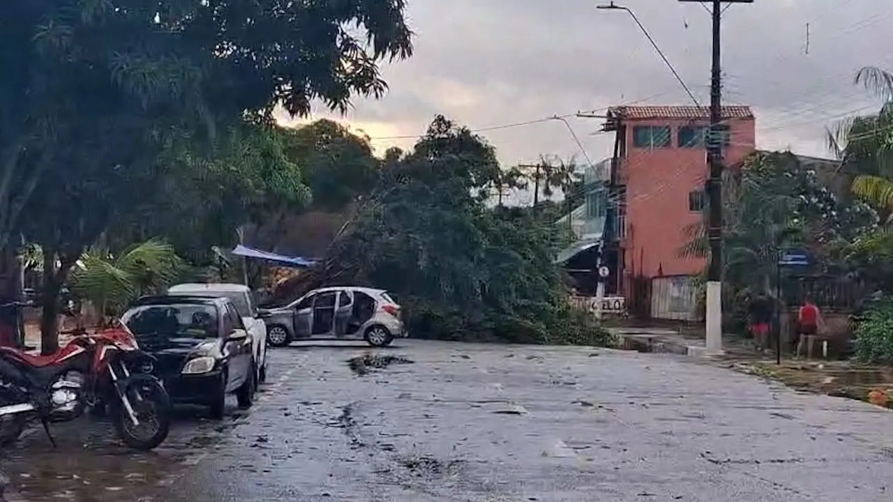 A chuva não foi tão forte, mas provocou vendaval que derrubou árvores
