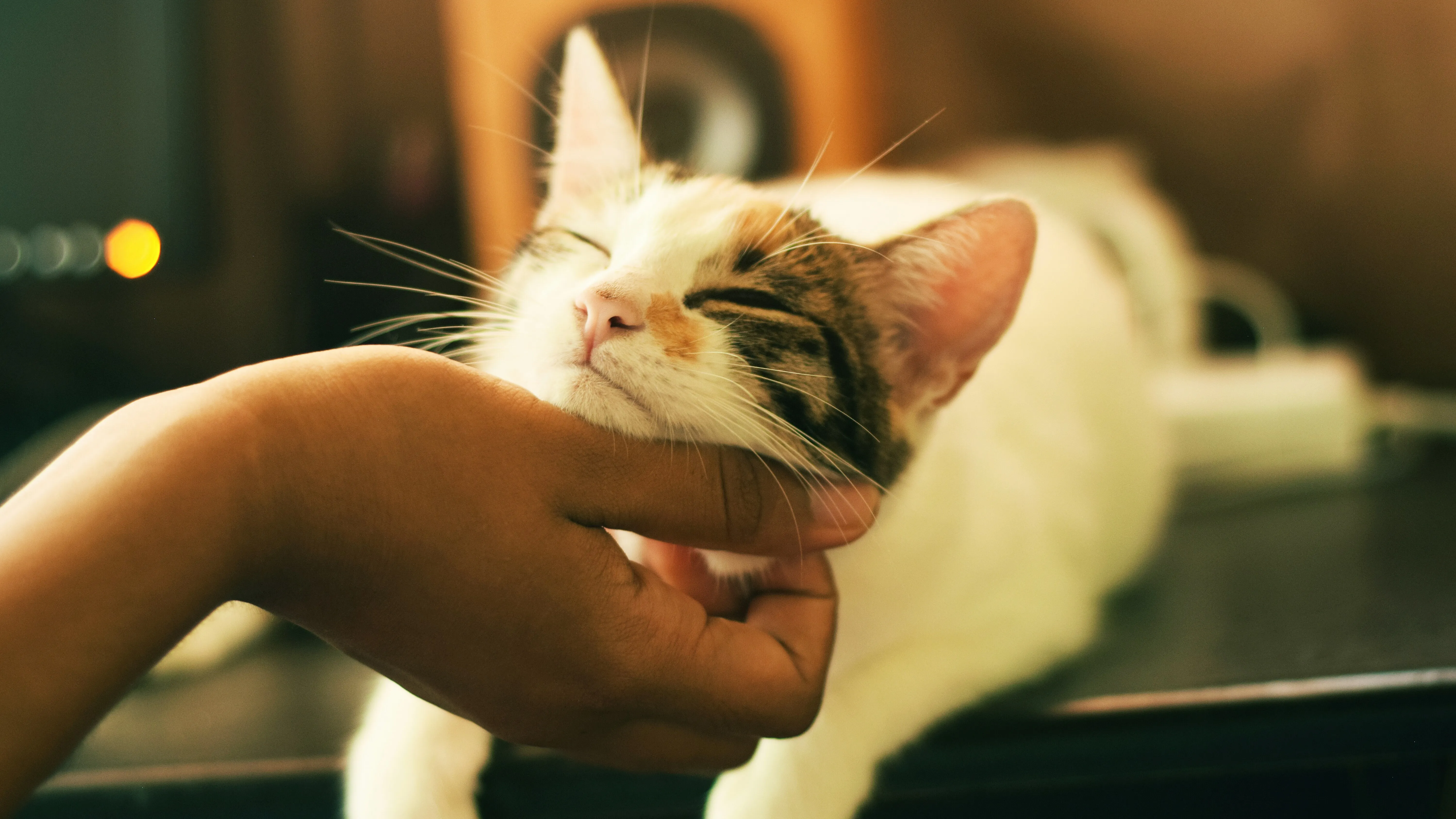 Entre os donos de gatos surgiu um resultado que chamou a atenção dos pesquisadores.
