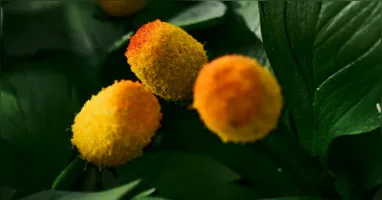 O novo uso da especiaria Amazônica em saúde e beleza