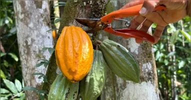 Cacau da várzea utilizado por mulheres ribeirinhas de Barcarena na produção artesanal de chocolate que impulsiona a economia local na Amazônia.