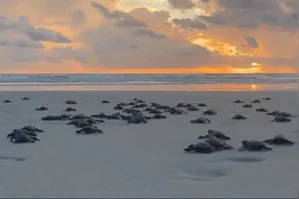 A Lepidochelys olivacea é considerada uma espécie ameaçada e utiliza as praias do Pará como área de reprodução.
