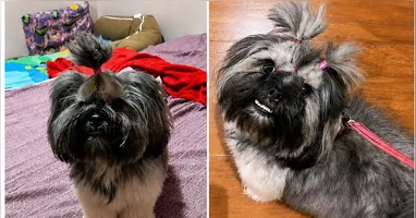 Qualquer informação pode ser fundamental para reencontrar a cachorrinha desaparecida.