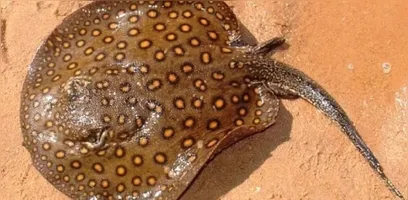 Arraias podem causar acidentes quando pisadas acidentalmente.