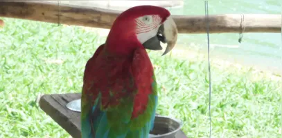 Ave da fauna mantida no Mangal das Garças, espaço turístico e ambiental na capital paraense
