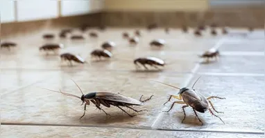 Não deixe restos de comida exposto, mantenha lixeiras fechadas e limpe áreas que acumulam resíduos.