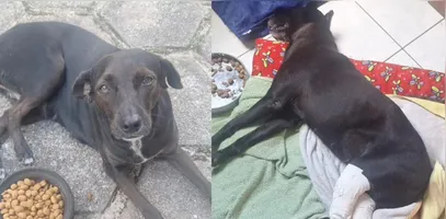 Instituições de proteção animal denunciam suposto abuso sexual a cadelas dentro de um condomínio em Ananindeua.