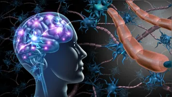 Muito além da digestão, o sistema digestivo possui uma rede neural própria que impacta diretamente o humor, a imunidade e a saúde mental.