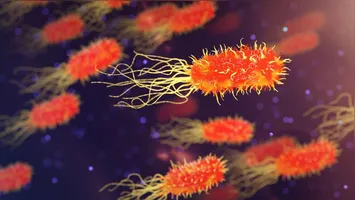 Pesquisa aponta semelhança genética em cepas da Acinetobacter baumannii encontradas em cães, gatos e humanos.