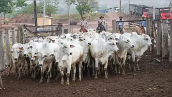 Iniciativa obrigatória de defesa sanitária animal tem início no dia 25 de maio e passará pelos municípios de Novo Repartimento, Tucuruí e Pacajá.