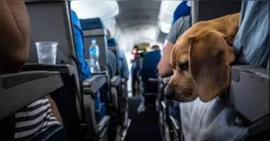 O foco principal é a padronização da documentação sanitária, além do combate a fraudes em certificados e ao tráfico ilegal de animais.