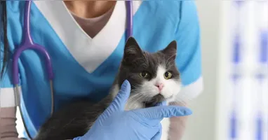 A ação disponibiliza 50 vagas para animais previamente cadastrados.