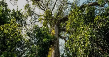 O Estado se posiciona como referência nacional em governança ambiental.