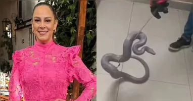 O caso de Silvia ilustra um risco real para quem mantém répteis em casa.