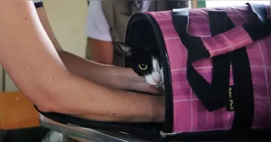 Atualmente, a maioria das empresas de transporte aéreo limita o peso do animal na cabine a entre 7 kg e 10 kg, contando o pet e a caixa de transporte juntos.