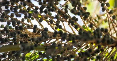 Atualmente, quatro empresas já demonstraram interesse em integrar o Distrito Industrial de Breves.