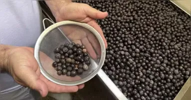 Participantes receberão uma capacitação teórica e prática sobre o processamento adequado do açaí.