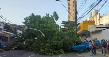 Corpo de Bombeiros realizou a retirada do vegetal e libirou a via.