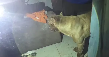 Segundo informações, o cachorro seria de um vizinho