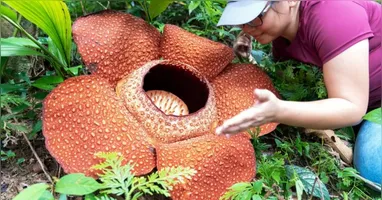 A flor chama mais atenção pelo nome do que pelo odor desagradável que exala