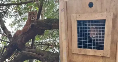 O dono do sítio foi averiguar porque os cachorros latiam e se deparou com o felino