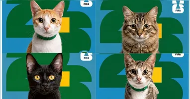 Campanha de doação de gatos