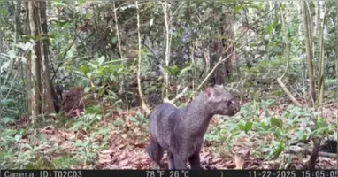 Jaguarundi é registrado pela primeira vez na Estação Ecológica do Grão-Pará durante monitoramento da fauna na Amazônia.