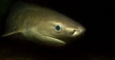 Pesquisadores acreditam que a região de Puget Sound pode funcionar como uma espécie de berçário natural para os tubarões.