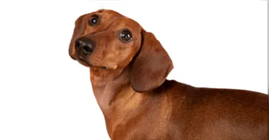 Cães e gatos também podem apresentar sinais de ansiedade e outros problemas de saúde mental, exigindo atenção dos tutores.