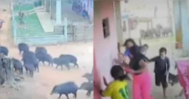 Internautas reagiram com bom-humor ao registro e chamaram atenção para o perigo da situação.