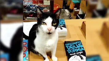 Ao longe de 21 anos, Pierrot virou o símbolo da livraria e  um dos mascotes mais famosos e amados de Belém.