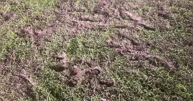 Gramado terminou neste estado após a partida contra o Botafogo-PB
