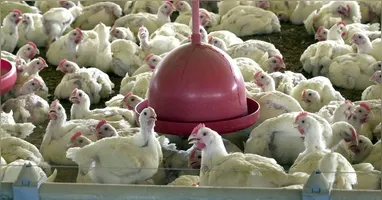 Desde a confirmação, equipes atuam na contenção e monitoramento da ocorrência, com interdição da área afetada, saneamento da propriedade e reforço das ações de vigilância sanitária e investigação epidemiológica na região.