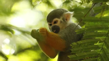Parque orienta visitantes a não oferecer alimentos e destaca riscos à saúde dos animais e à segurança do público