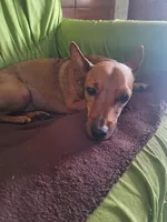 Pingo, um cão da raça Pinscher, de sete anos