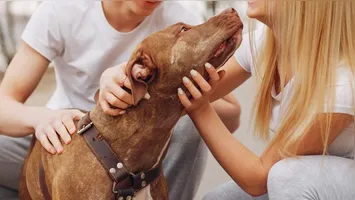 A nova Lei nº 15.392/2026 estabelece regras para a guarda compartilhada de animais de estimação no Brasil. Entenda como funciona e suas implicações.