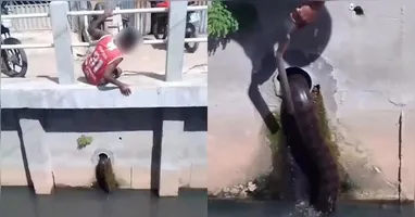 Cobra é vista em canal do Mártir, no bairro Curió-Utinga, em Belém, e mobiliza moradores.