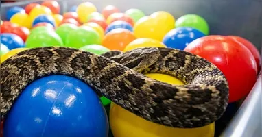 Jararaca encontrada em piscina de bolinhas gera alerta; saiba o que fazer em caso de picada.