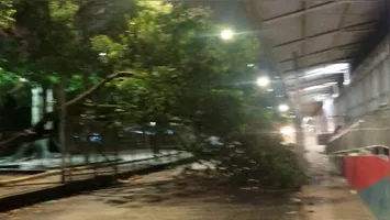 Segundo informações preliminares, a árvore teria se partido de forma natural