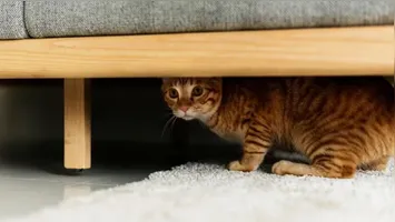 Barulho intenso e grande circulação de pessoas podem representar riscos à saúde e ao bem-estar dos animais de estimação.