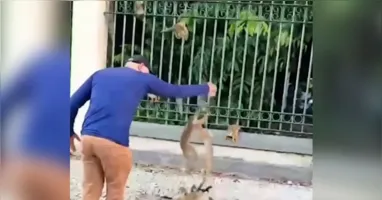 Vídeo de pessoas alimentando macacos no Bosque Rodrigues Alves, em Belém, viraliza e acende alerta sobre riscos de doenças, acidentes e mudanças no comportamento dos primatas.