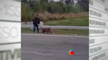 Imagens mostram uma onça-parda sendo arrastada pelo rabo em rodovia no interior de São Paulo.
