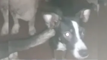 Os cachorros vivem na residência há muitos anos.