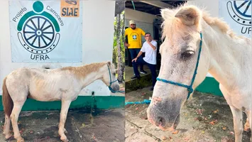 Após o resgate pela UFRA, o animal passou por um exame clínico geral.