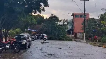 A chuva não foi tão forte, mas provocou vendaval que derrubou árvores