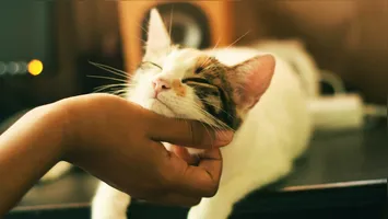 Entre os donos de gatos surgiu um resultado que chamou a atenção dos pesquisadores.