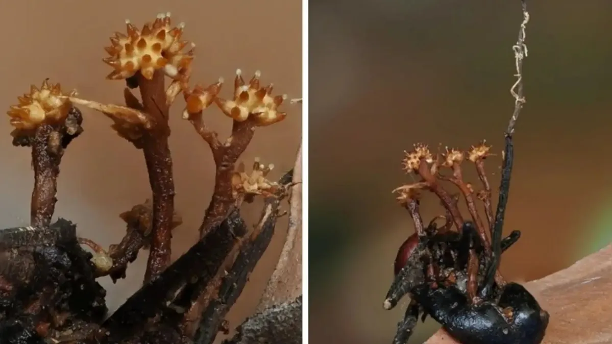 Imagem ilustrativa da notícia Inimigo do "fungo zumbi" é descoberto em floresta tropical