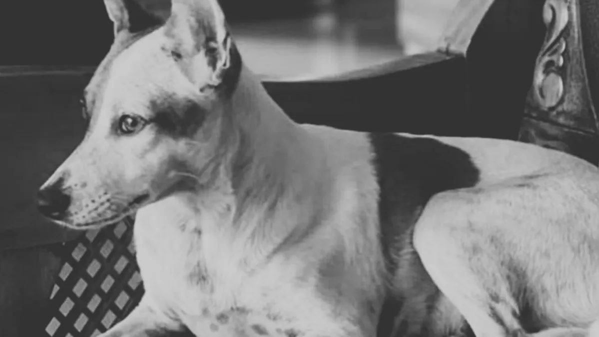 Imagem ilustrativa da notícia Empresário é suspeito de atirar em cadela após briga de cães em Tucumã