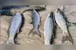 Com a suspensão em vigor, os barcos que ainda estão no mar têm prazo máximo de 24 horas para realizar o desembarque do pescado já capturado