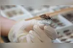 De acordo com a Anvisa, a doença de Chagas está entre as principais enfermidades negligenciadas no Brasil.